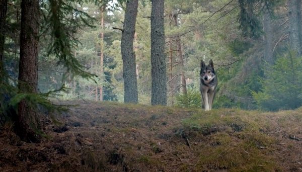 AUDI “The Hunt”  / WEB Commercial